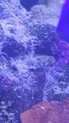 [TodoMarino.com] Identificar ¿Plaga?