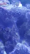 [TodoMarino.com] Identificar ¿Plaga?