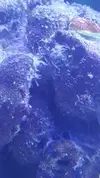 [TodoMarino.com] Identificar ¿Plaga?