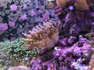 [TodoMarino.com] Anémona Quadricolor, Rhodactis, Pachyclavularia verdel - El Vendrell