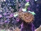 [TodoMarino.com] Anémona Quadricolor, Rhodactis, Pachyclavularia verdel - El Vendrell