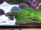 [TodoMarino.com] Anémona Quadricolor, Rhodactis, Pachyclavularia verdel - El Vendrell