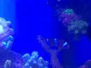 [TodoMarino.com] Vendo amphirion ocellaris - Madrid(ventas)