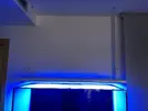 [TodoMarino.com] Ventino's reef
