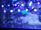 [TodoMarino.com] ACUARIO 80X40X30(Pantalla led no incluida) - huelva