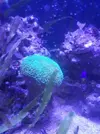 [TodoMarino.com] ACUARIO 80X40X30(Pantalla led no incluida) - huelva