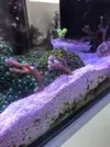 [TodoMarino.com] Regalo esquejes pequeños de montipora digitata- MADRID