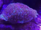 [TodoMarino.com] Vendo corales y peces (Madrid capital) - Madrid Capital