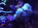 [TodoMarino.com] Vendo corales y peces (Madrid capital) - Madrid Capital