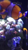 [TodoMarino.com] Vendo corales y peces (Madrid capital) - Madrid Capital