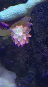 [TodoMarino.com] Vendo corales y peces (Madrid capital) - Madrid Capital