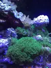 [TodoMarino.com] Vendo corales y peces (Madrid capital) - Madrid Capital