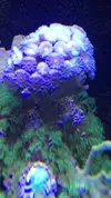 [TodoMarino.com] Vendo corales y peces (Madrid capital) - Madrid Capital