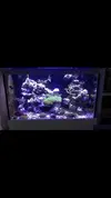 [TodoMarino.com] Vendo corales y peces (Madrid capital) - Madrid Capital