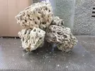 [TodoMarino.com] Ventino's reef