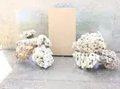 [TodoMarino.com] Ventino's reef
