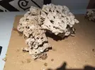 [TodoMarino.com] Ventino's reef