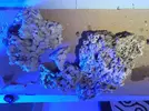 [TodoMarino.com] Ventino's reef