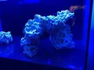 [TodoMarino.com] Ventino's reef