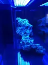 [TodoMarino.com] Ventino's reef