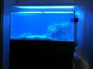 [TodoMarino.com] Ventino's reef