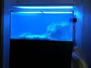 [TodoMarino.com] Ventino's reef