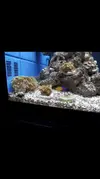 [TodoMarino.com] Acuario marino. Madrid. ULTIMO DIA!!!
