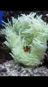 [TodoMarino.com] Acuario marino. Madrid. ULTIMO DIA!!!