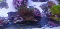 [TodoMarino.com] Vendo corales. - Getafe