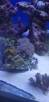 [TodoMarino.com] Vendo corales. - Getafe