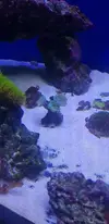 [TodoMarino.com] Vendo corales. - Getafe
