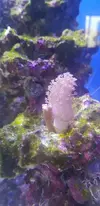 [TodoMarino.com] Vendo corales. - Getafe