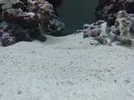 [TodoMarino.com] Nuevo acuario 250L Novato