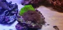 [TodoMarino.com] Vendo corales. - Getafe