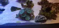 [TodoMarino.com] Vendo corales. - Getafe