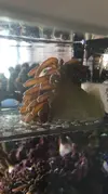 [TodoMarino.com] Anemona cuadricolor