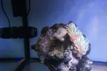 [TodoMarino.com] Vendo Acuario Entero por Desmonte - Madrid - Madrid