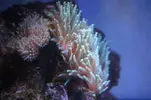[TodoMarino.com] Vendo Acuario Entero por Desmonte - Madrid - Madrid