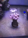 [TodoMarino.com] Vendo Acuario Entero por Desmonte - Madrid - Madrid