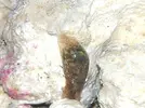 [TodoMarino.com] Liebre de mar/Babosa?