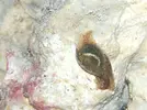 [TodoMarino.com] Liebre de mar/Babosa?