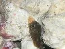 [TodoMarino.com] Liebre de mar/Babosa?