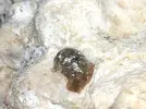 [TodoMarino.com] Liebre de mar/Babosa?