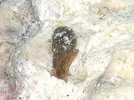 [TodoMarino.com] Liebre de mar/Babosa?
