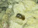 [TodoMarino.com] Liebre de mar/Babosa?