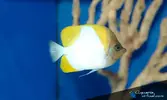[TodoMarino.com] ESPECTACULARES nuevos ejemplares de Marino