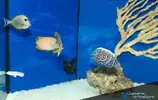 [TodoMarino.com] ESPECTACULARES nuevos ejemplares de Marino