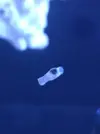 [TodoMarino.com] Liebre de mar/Babosa?