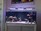 [TodoMarino.com] The Rookie Reef 2.0