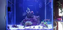 [TodoMarino.com] Mi primer acuario marino